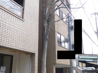 マンションとビルの間に植えられた5mのケヤキを伐採　大阪府摂津市