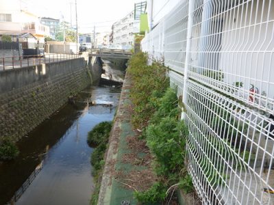 マンション駐輪所のフェンスのツタ取りと植栽剪定　大阪府豊中市