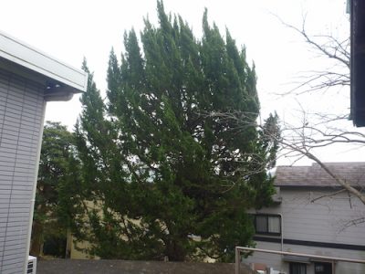 台風に備えてカイヅカイブキの強剪定と枯れ木の伐採　大阪府枚方市