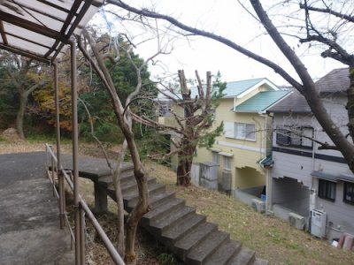 台風に備えてカイヅカイブキの強剪定と枯れ木の伐採　大阪府枚方市