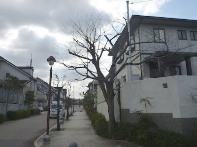 剪定後の桜