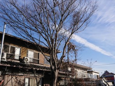 ケヤキをバランスよく強剪定　奈良県生駒市