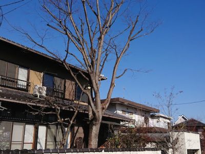 ケヤキをバランスよく強剪定　奈良県生駒市