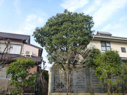 自分で管理するのが難しくなったヤマモモの剪定 京都府京田辺市 大阪 京都の植木屋松正 庭木伐採 剪定 植栽管理