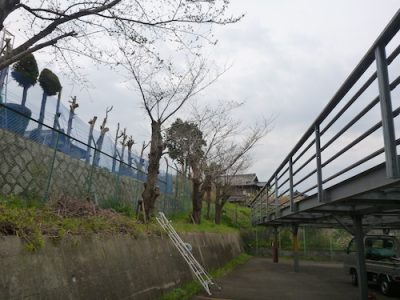 工場駐車場の桜6本を1日で伐採　大阪府枚方市