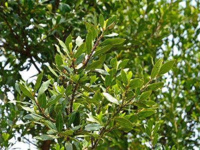 虫の付きにくい植木をサイズ別に11種類紹介 大阪 京都の植木屋松正 庭木伐採 剪定 植栽管理