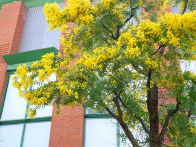 シンボルツリーにおすすめの常緑樹6種類 大阪 京都の植木屋松正 庭木伐採 剪定 植栽管理