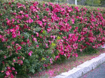 生垣におすすめ木の特徴 迷ったときに選ぶといい4品種 大阪 京都の植木屋松正 庭木伐採 剪定 植栽管理