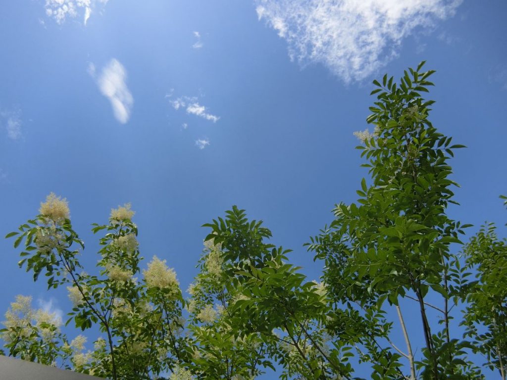 庭木に人気の常緑樹7選|手入れが楽で1年中見栄えのいい木 | 大阪、京都の植木屋松正 庭木伐採・剪定・植栽管理