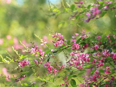 花が咲く低木15選 お庭に彩りを添えるお手頃サイズの庭木 大阪 京都の植木屋松正 庭木伐採 剪定 植栽管理