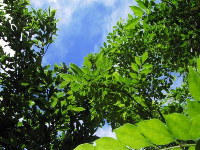 虫の付きにくい植木をサイズ別に11種類紹介 大阪 京都の植木屋松正 庭木伐採 剪定 植栽管理