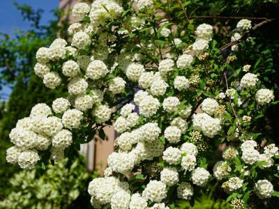 花が咲く低木15選 お庭に彩りを添えるお手頃サイズの庭木 大阪 京都の植木屋松正 庭木伐採 剪定 植栽管理