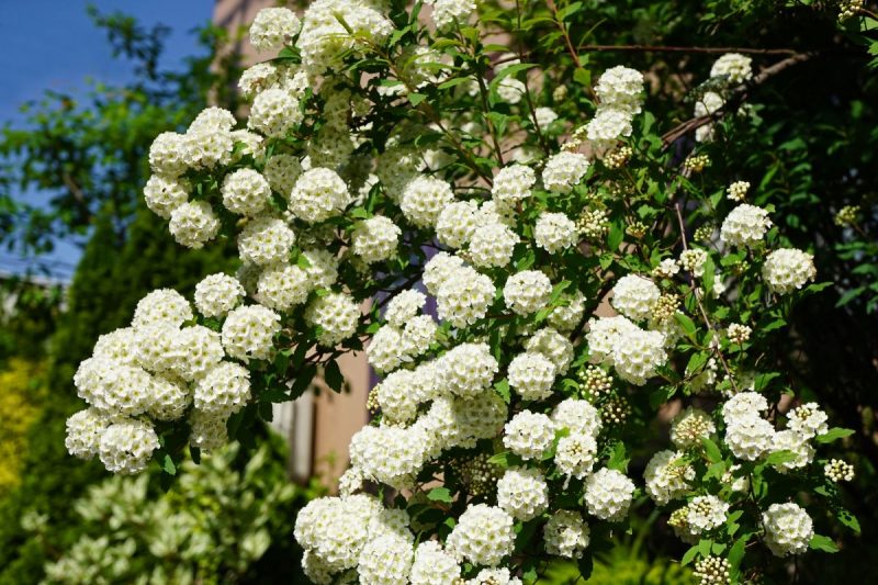 ので た が 花 コード 落ち