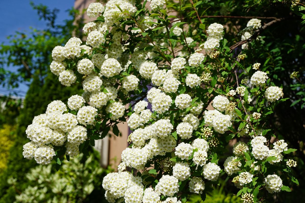 花が咲く低木15選 お庭に彩りを添えるお手頃サイズの庭木 大阪 京都の植木屋松正 庭木伐採 剪定 植栽管理
