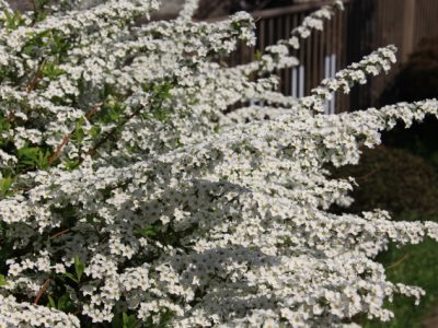 花が咲く低木15選 お庭に彩りを添えるお手頃サイズの庭木 大阪 京都の植木屋松正 庭木伐採 剪定 植栽管理