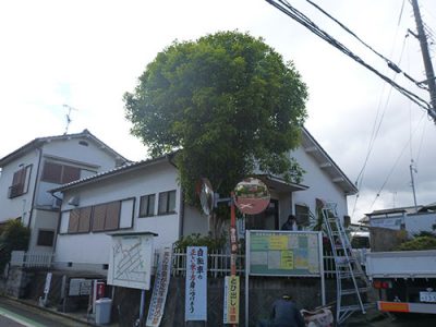 増築に伴い敷地のキンモクセイを根ごと撤去　京都府八幡市