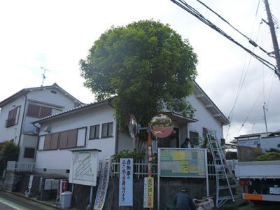 京都府八幡市キンモクセイ伐根作業前