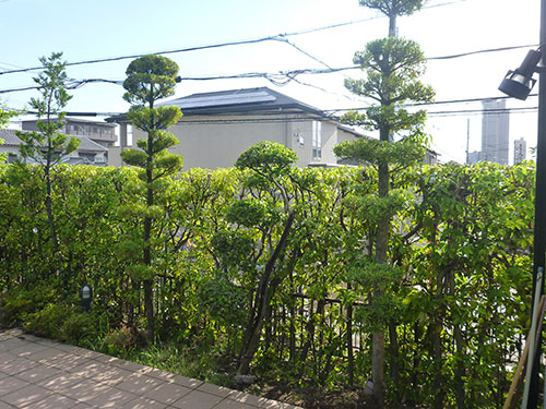 シラカシ生垣剪定 引っ越し先の庭木が鬱蒼としている 大阪府枚方市 大阪 京都の植木屋松正 庭木伐採 剪定 植栽管理