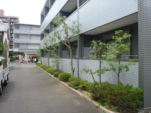 クロガネモチなどの植栽を強剪定 大阪府茨木市 マンション 大阪 京都の植木屋松正 庭木伐採 剪定 植栽管理