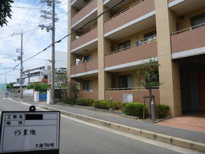 マンションのシマトネリコ2本などを剪定　大阪府高槻市