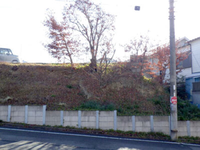 駐車場横の斜面にあるクヌギを強剪定　大阪府枚方市