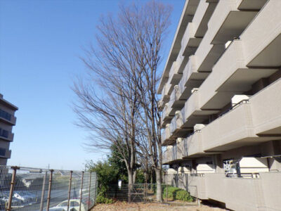 マンションの汚水桝を根で詰まらせるケヤキ、アラカシ、桜を伐採