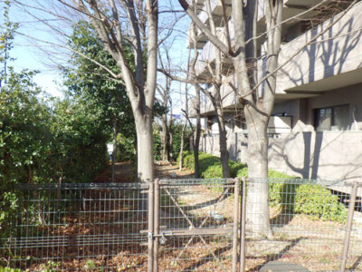 マンションの汚水桝を根で詰まらせるケヤキ、アラカシ、桜を伐採