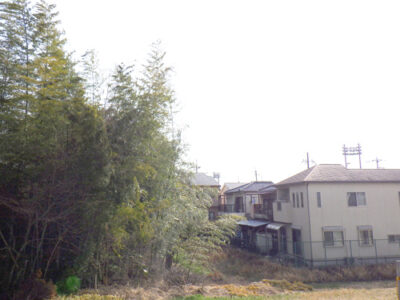 病院駐車場の周辺住民よりクレーム　高さ10mのクヌギを伐採　大阪府枚方市
