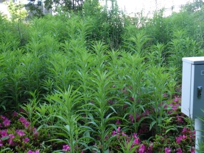 病院敷地の除草と低木（さつき）の剪定　大阪府吹田市　