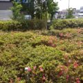 除草作業後