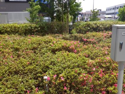 病院敷地の除草と低木（さつき）の剪定　大阪府吹田市　