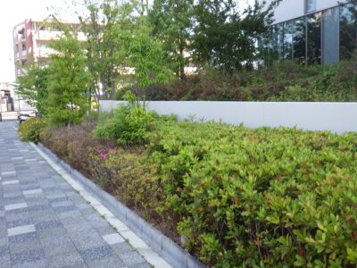 歩道にはみ出した病院敷地の植栽剪定　大阪府吹田市