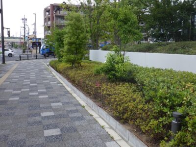 歩道にはみ出した病院敷地の植栽剪定　大阪府吹田市