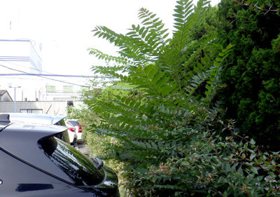 【植栽管理事例】マンションの高木と低木の強剪定　大阪府摂津市