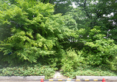 植栽年間管理によるヒラドツツジ、キンシバイ、ユキヤナギの低木剪定　大阪府枚方市