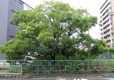 道路にはみ出した樹木の伐採【植栽年間管理】　大阪府枚方市