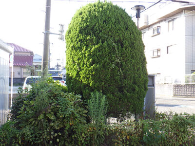 法人社員寮のカイヅカイブキの剪定｜年間植栽管理　大阪府堺市