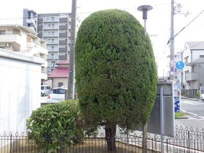 法人社員寮のカイヅカイブキの剪定｜年間植栽管理　大阪府堺市