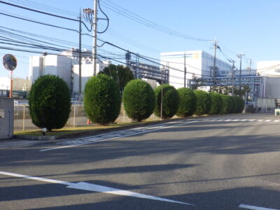 工場敷地内のレイランディの剪定と草刈り【植栽年間管理】　神戸市東灘区