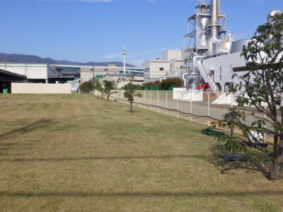 工場敷地内のカシの剪定【植栽年間管理】　神戸市東灘区