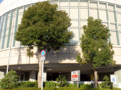 病院玄関前シンボルツリーのクスノキとマツ・ツゲの剪定、草刈りを実施した事例｜年間植栽管理　大阪市大正区