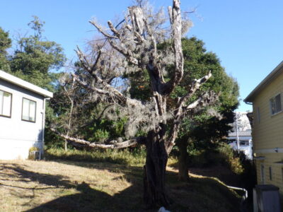 病院敷地内の斜面にある枯れているカイズカイブキを伐採した事例｜大阪府枚方市