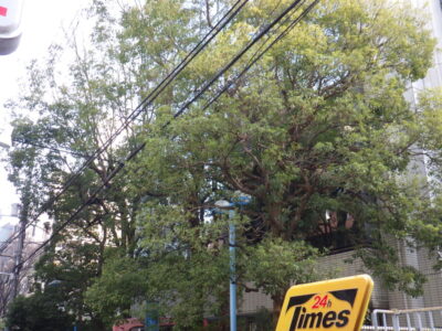 電線まで伸びている8mのクスノキ6本の高木剪定した事例｜大阪市北区