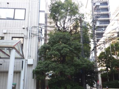 電線まで伸びている8mのクスノキ6本の高木剪定した事例｜大阪市北区