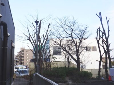 企業が管理する土地にて5～6mのケヤキ10本を強剪定した事例｜大阪府枚方市