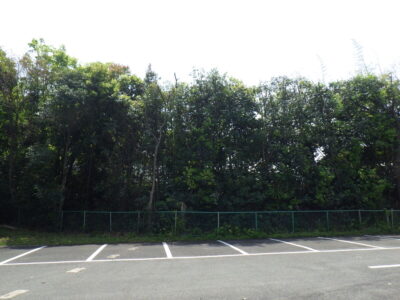 クスノキの枝葉が駐車場のフェンスにかからないように強剪定を実施した事例｜大阪府枚方市