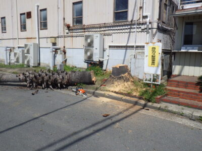 10mの高さがあるヤシの木をチルホールで伐採した事例｜大阪市住之江区