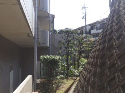 マンション中庭の高木剪定とツバキの生垣剪定を実施した事例｜大阪府枚方市