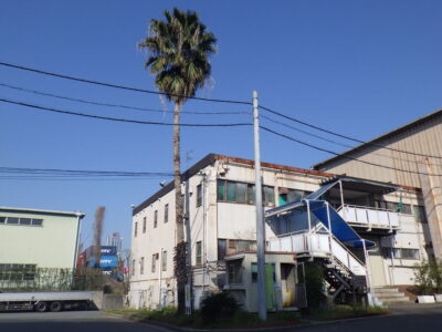 10mの高さがあるヤシの木をチルホールで伐採した事例｜大阪市住之江区