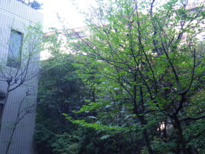 マンション中庭の高木剪定とツバキの生垣剪定を実施した事例｜大阪府枚方市